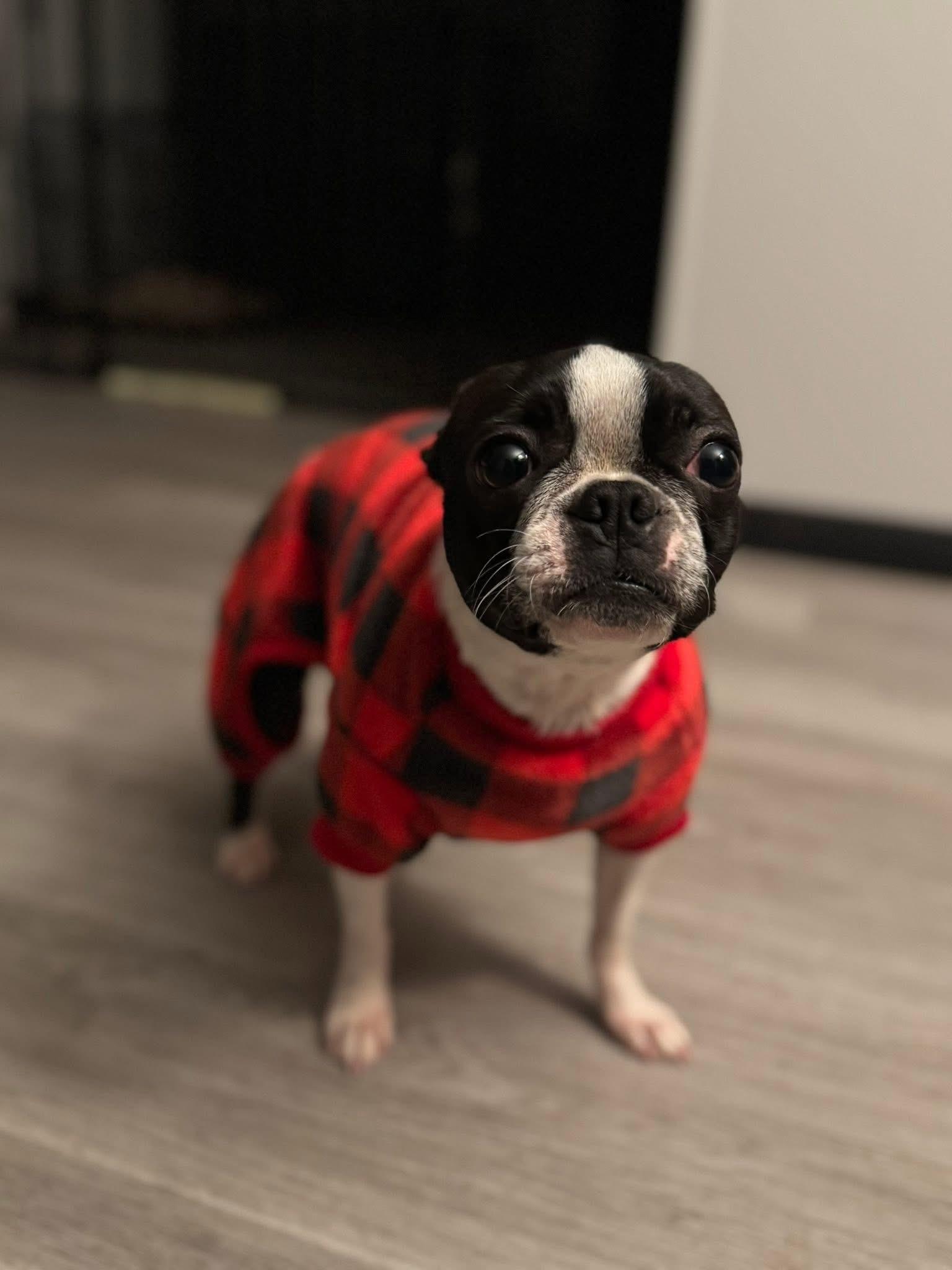 Enlarge Itsy, a Adoptable Boston Terrier in Painesville, OH image 2/3