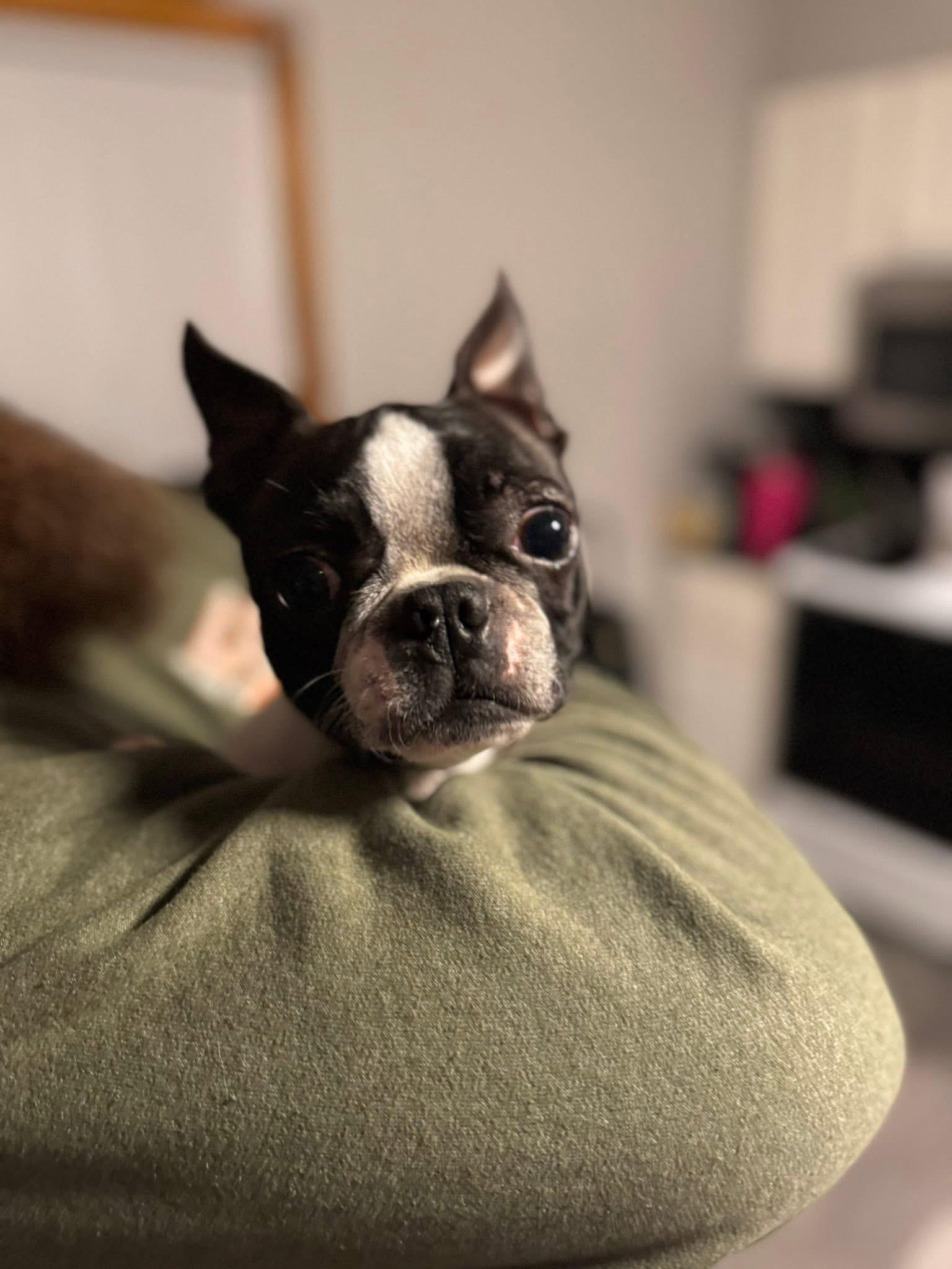 Enlarge Itsy, a Adoptable Boston Terrier in Painesville, OH image 3/3