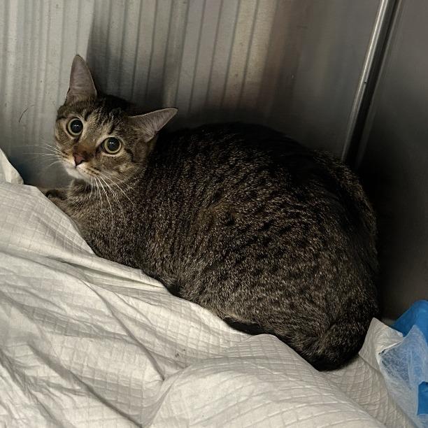 CHARLOTTE, Adoptable, Adult Female Domestic Short Hair.