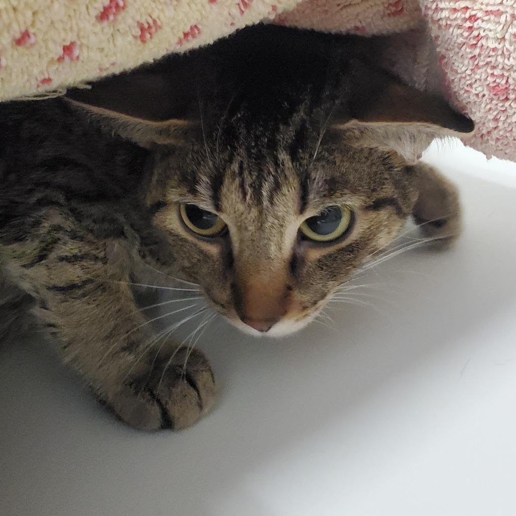 Enlarge CHARLOTTE, a Adoptable Domestic Short Hair in Greensboro, NC image 2/5