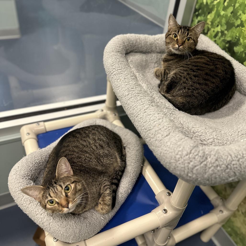 Enlarge CHARLOTTE, a Adoptable Domestic Short Hair in Greensboro, NC image 3/5