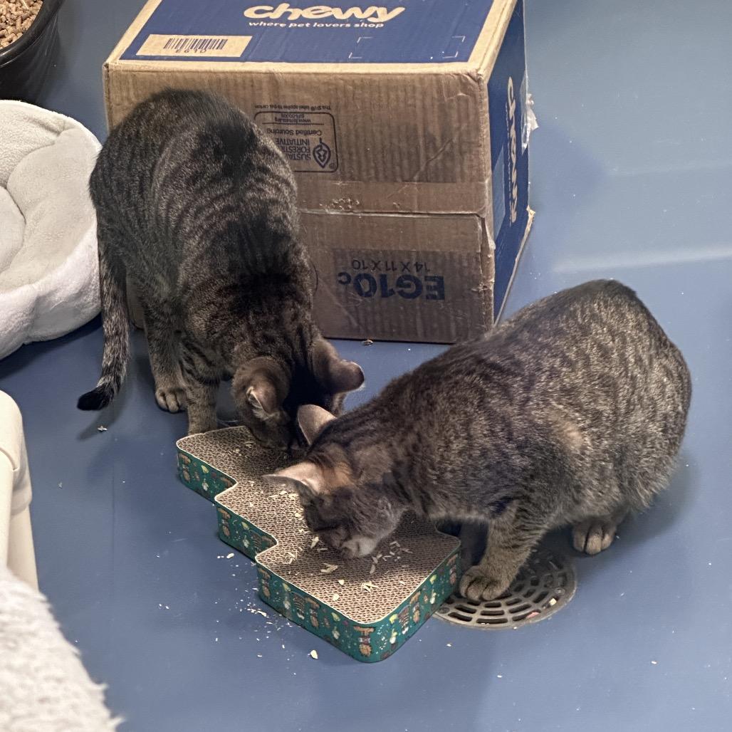 Enlarge CHARLOTTE, a Adoptable Domestic Short Hair in Greensboro, NC image 4/5