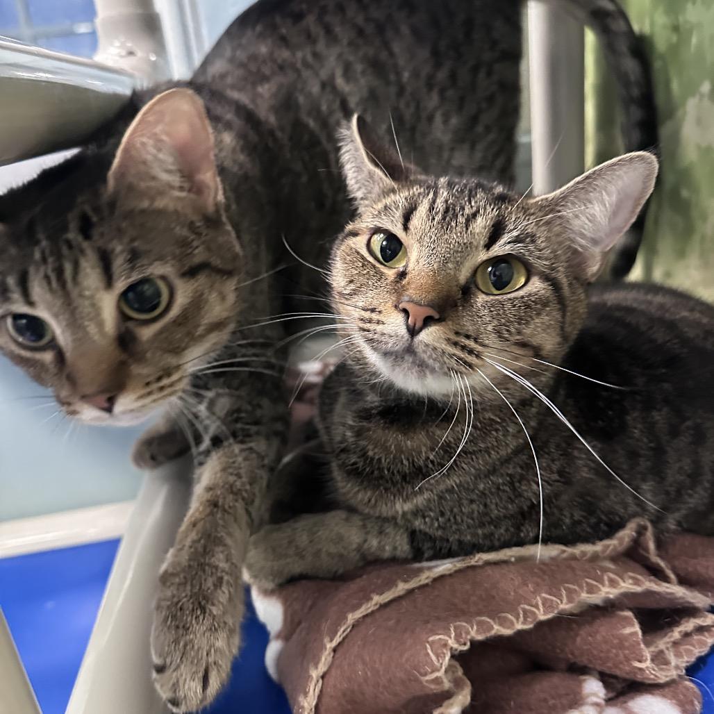 Enlarge CHARLOTTE, a Adoptable Domestic Short Hair in Greensboro, NC image 5/5