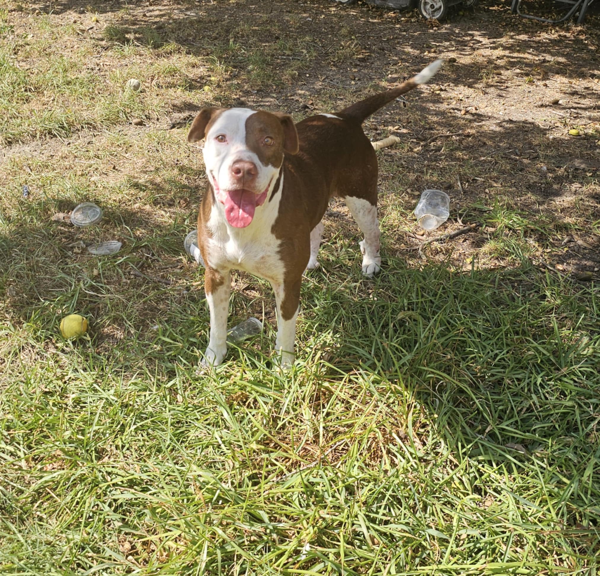 Kong, Adopted, Adult Male American Staffordshire Terrier.