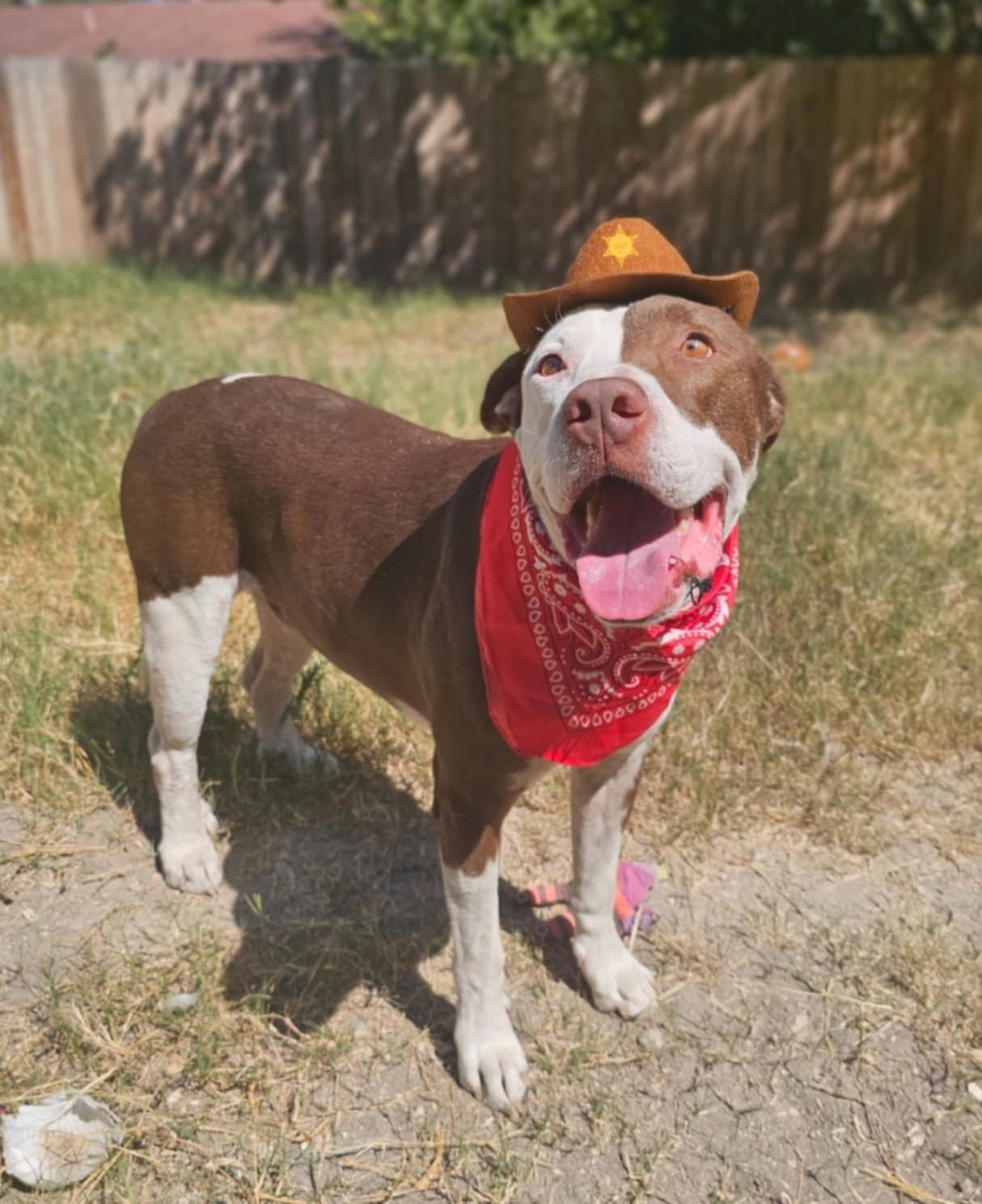 Enlarge Kong, a Adopted American Staffordshire Terrier in Converse, TX image 2/5