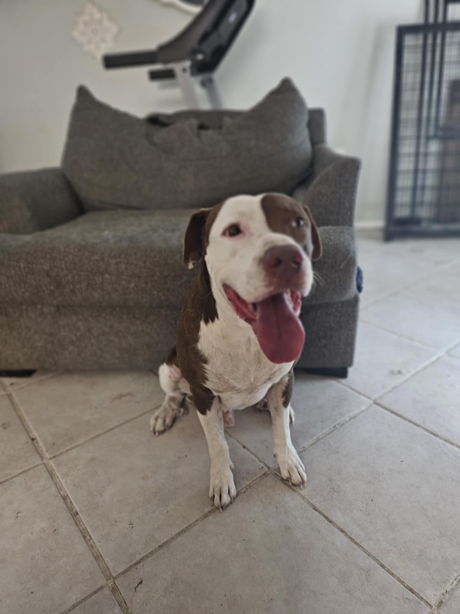 Enlarge Kong, a Adopted American Staffordshire Terrier in Converse, TX image 3/5