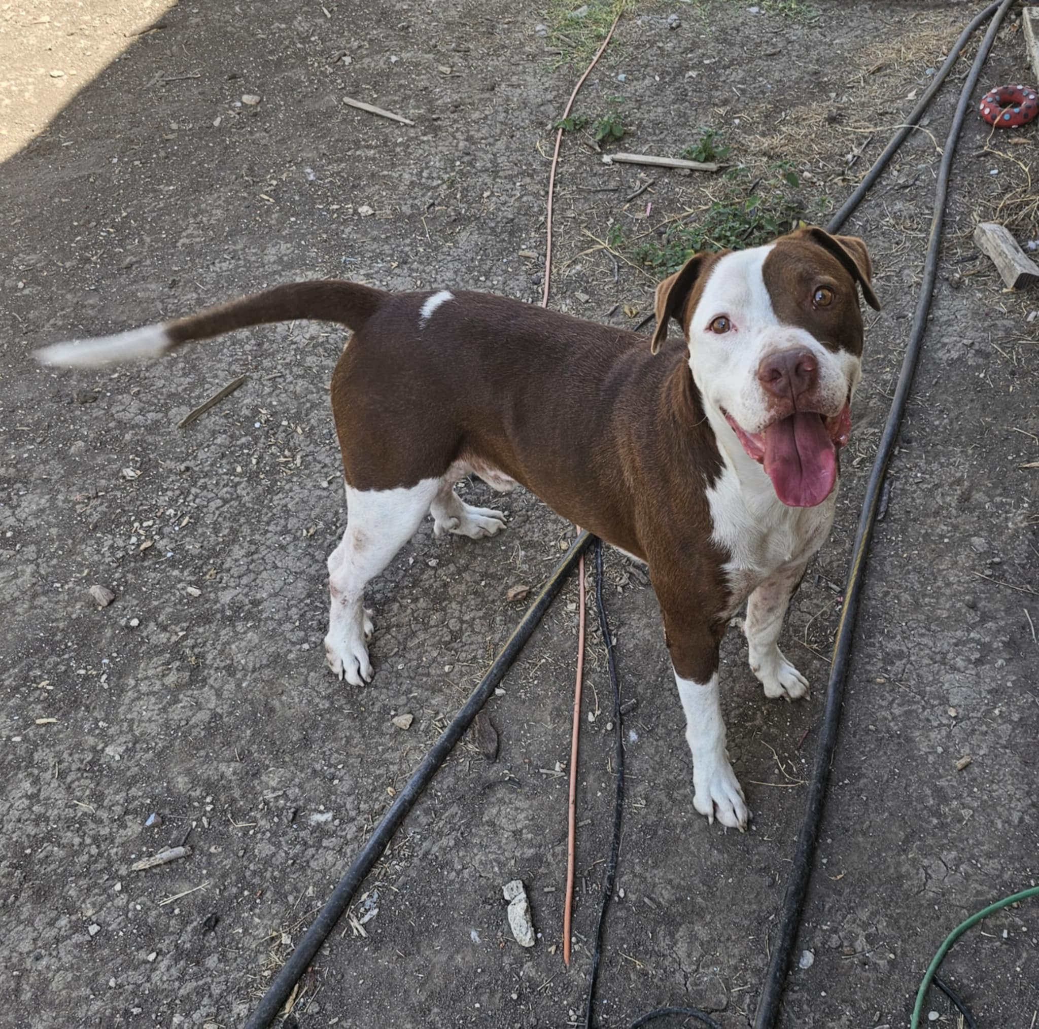Enlarge Kong, a Adopted American Staffordshire Terrier in Converse, TX image 4/5