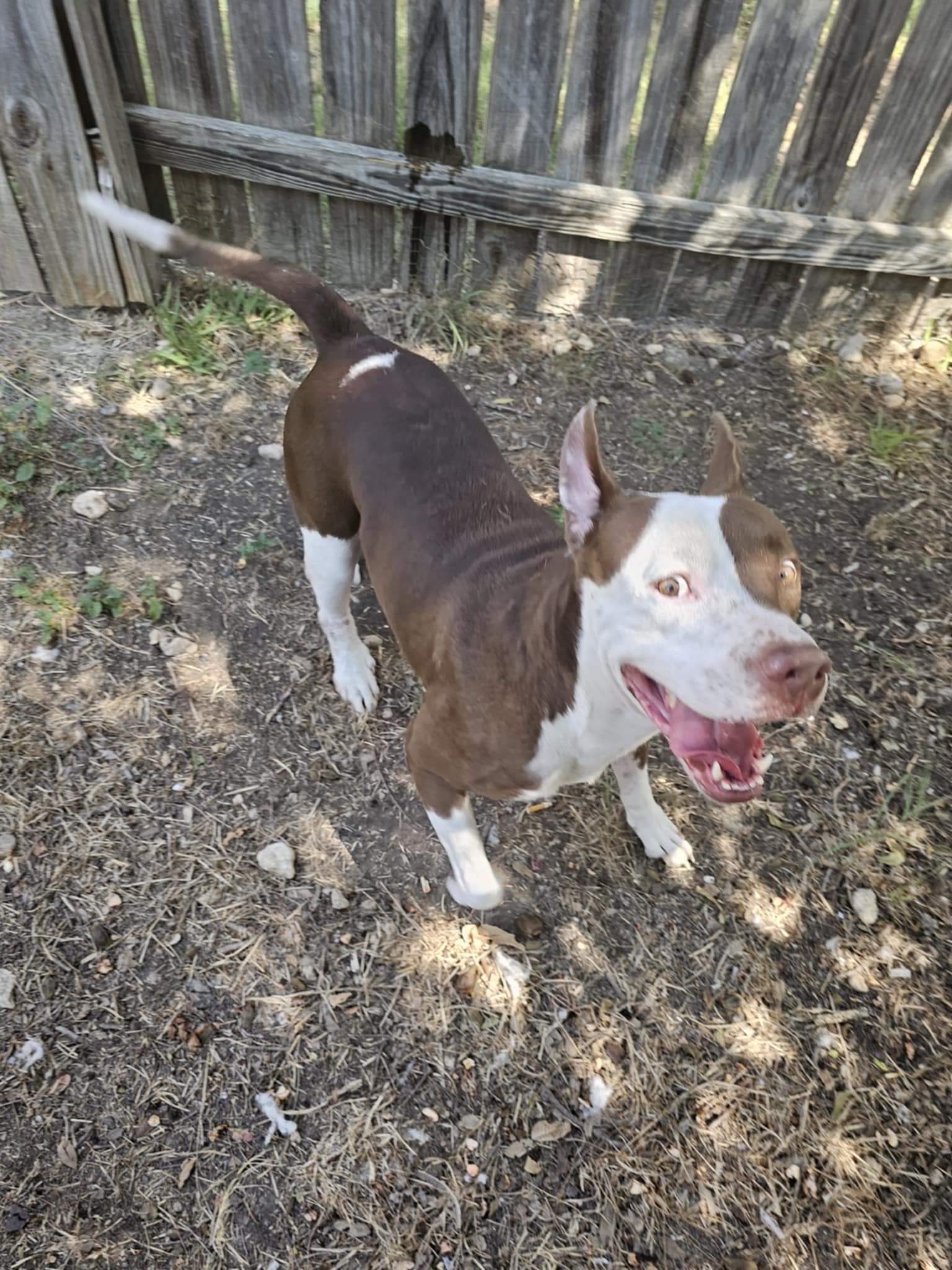 Enlarge Kong, a Adopted American Staffordshire Terrier in Converse, TX image 5/5