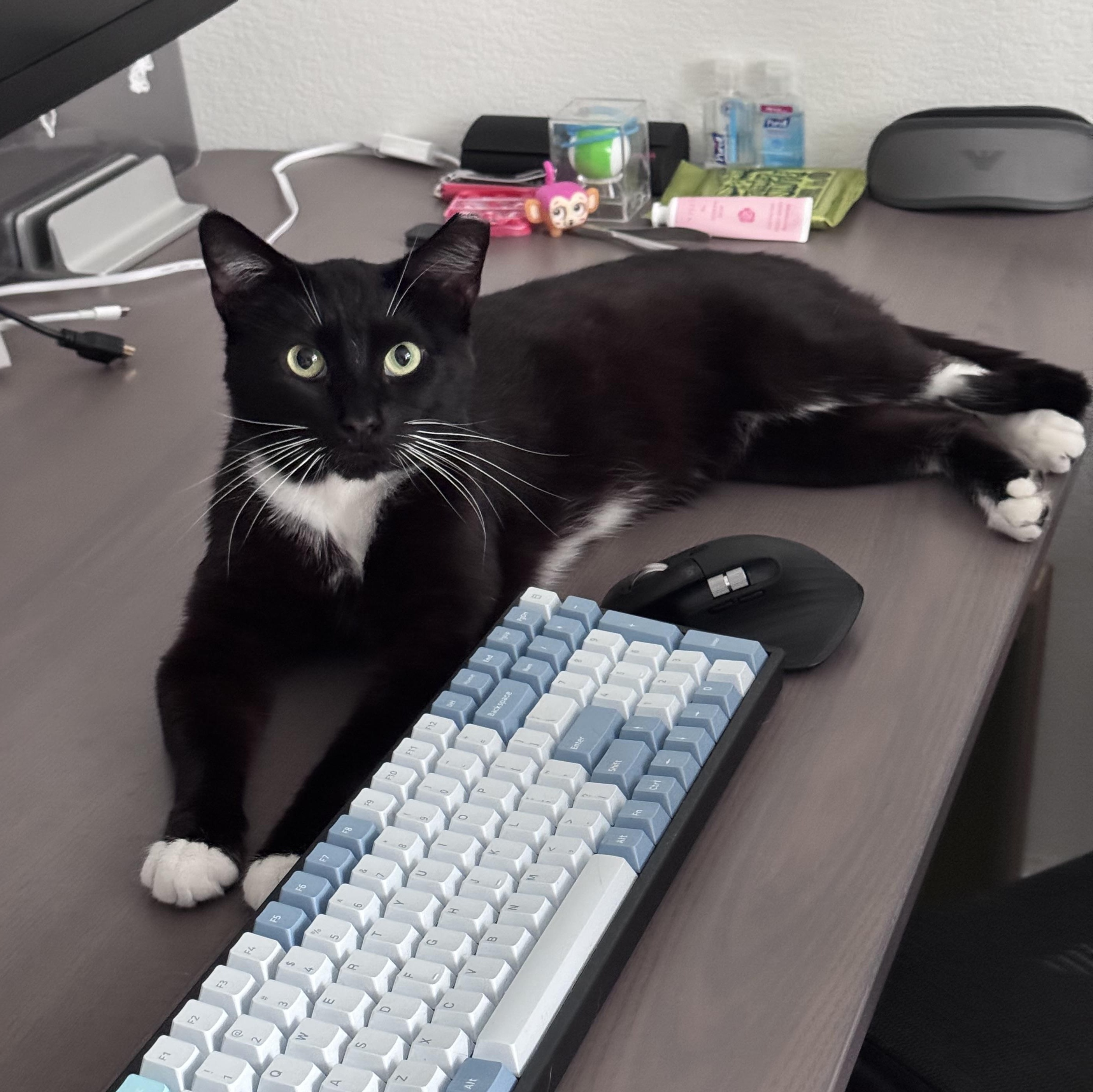 Nico & Jett (playful / lap cat / balanced), a Adoptable mixed breed in San Jose, CA image 2/6