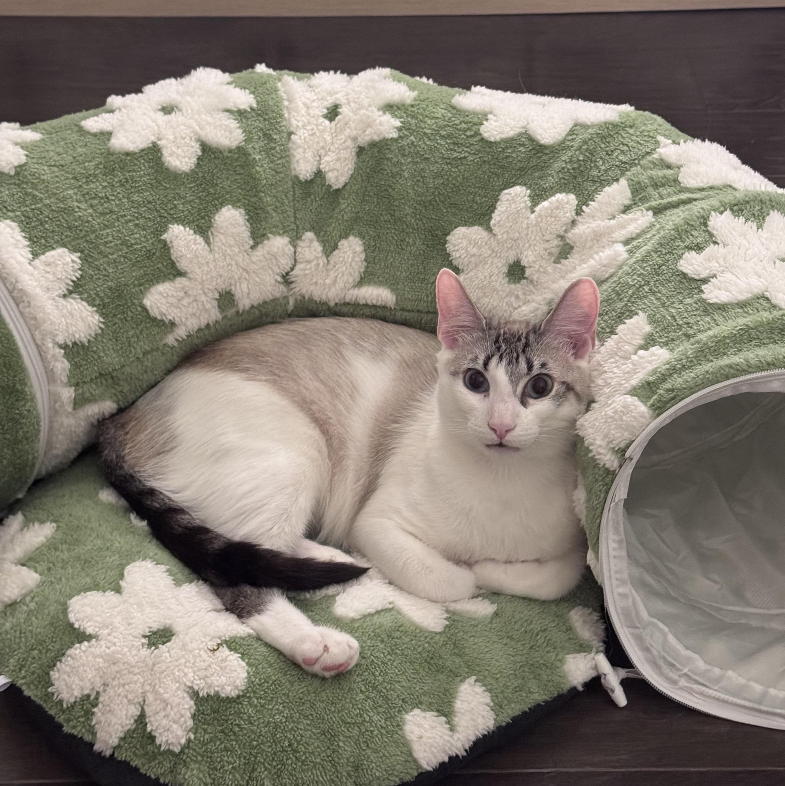 Nico & Jett (playful / lap cat / balanced)