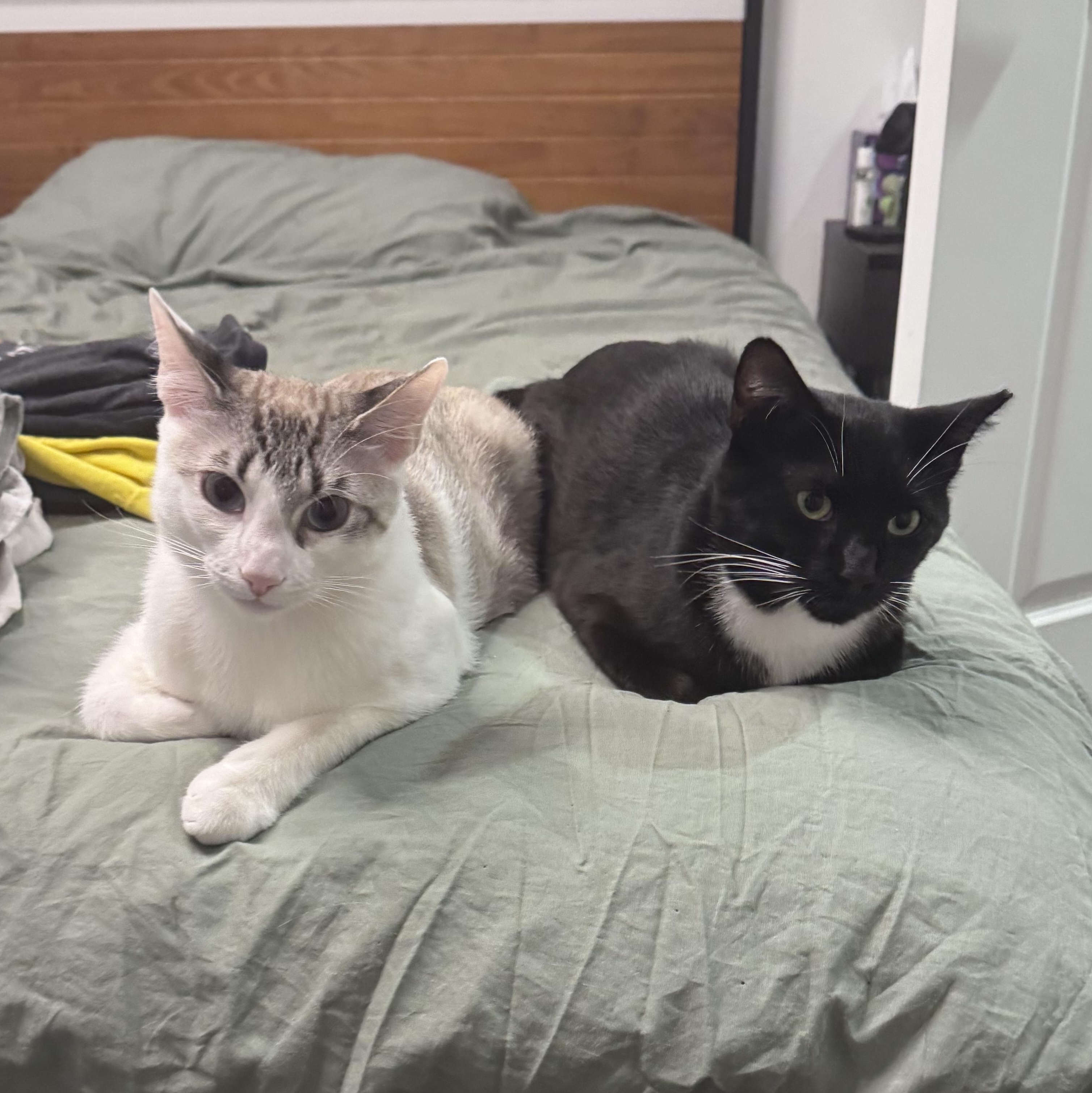 Nico & Jett (playful / lap cat / balanced), a Adoptable mixed breed in San Jose, CA image 1/6