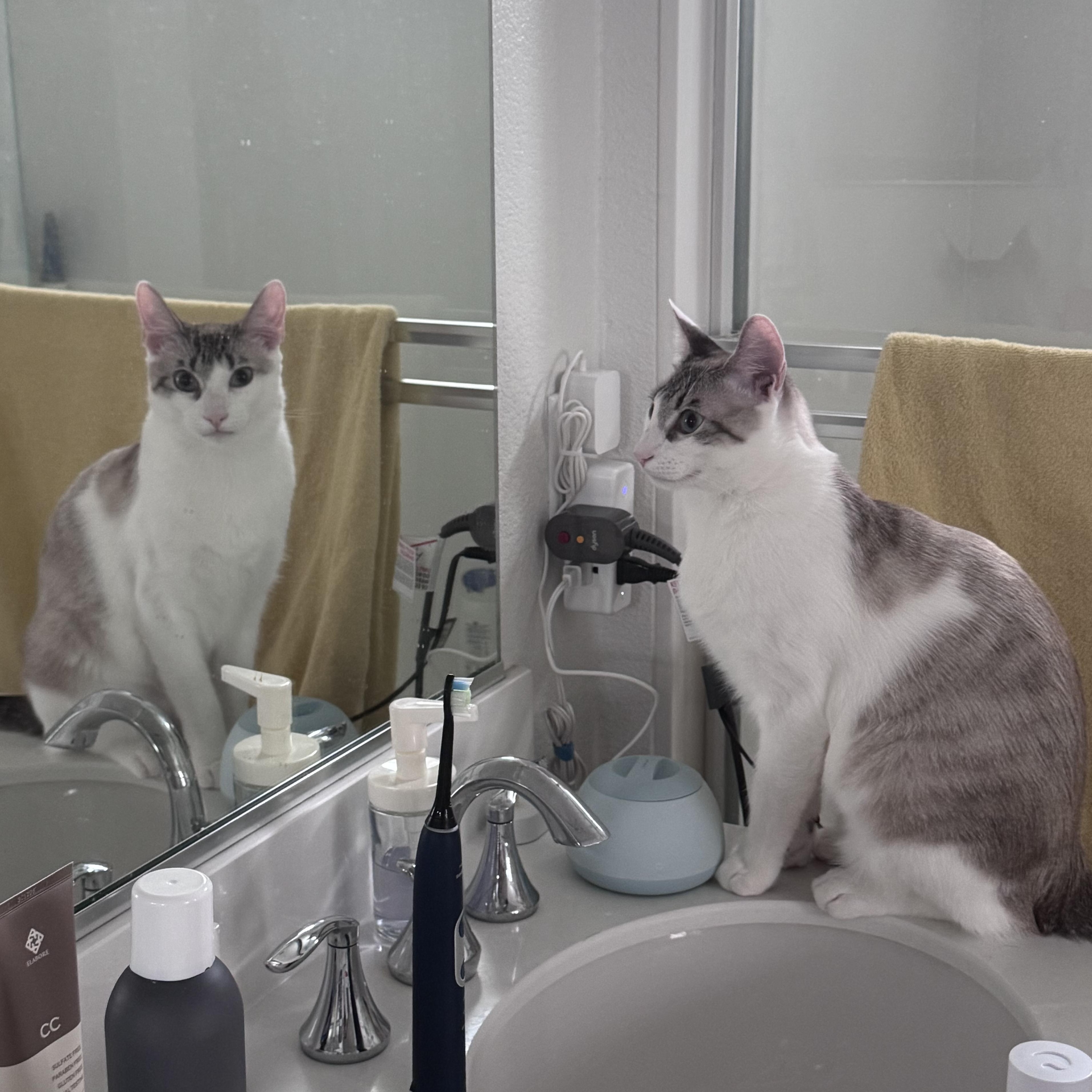 Nico & Jett (playful / lap cat / balanced), a Adoptable mixed breed in San Jose, CA image 4/6