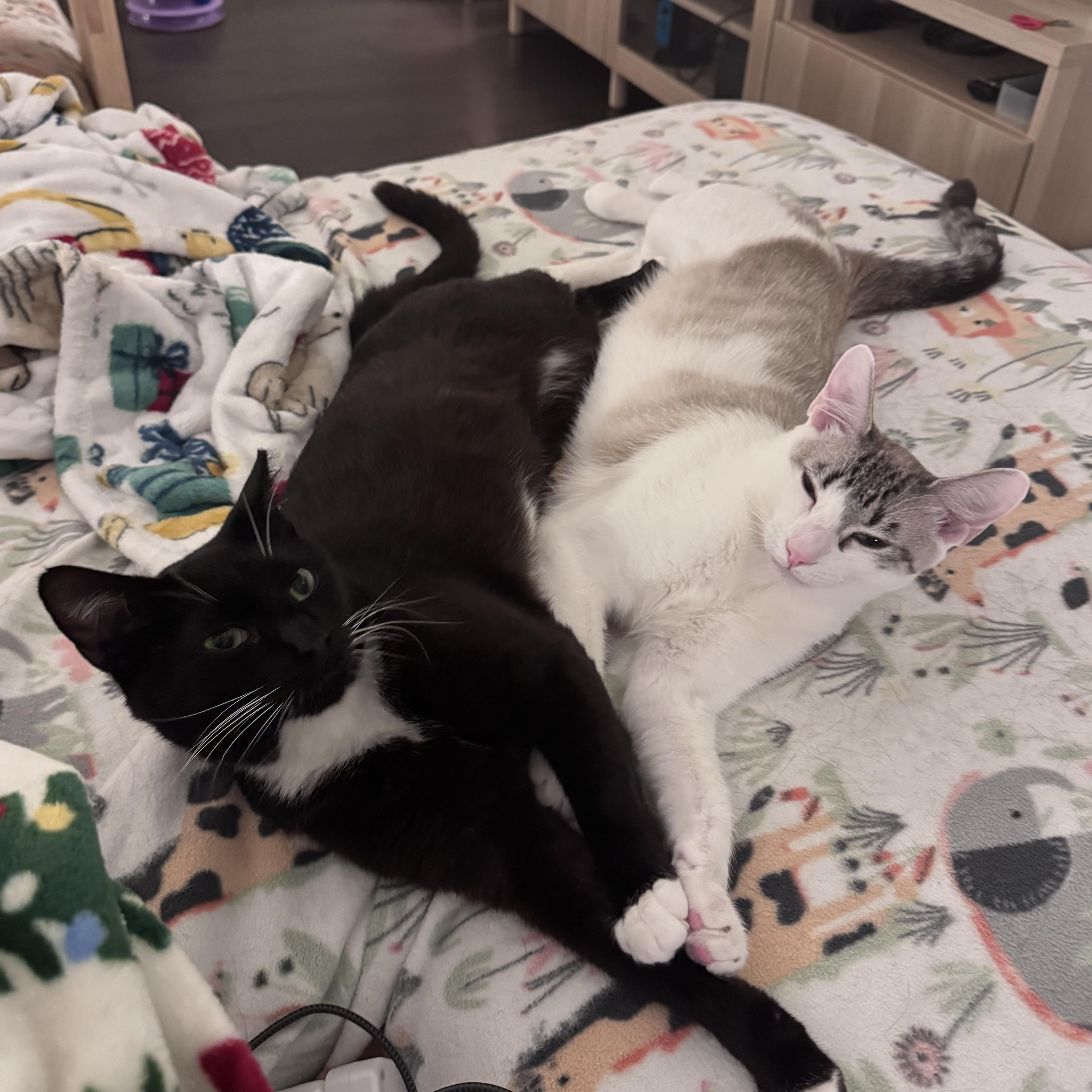 Nico & Jett (playful / lap cat / balanced)
