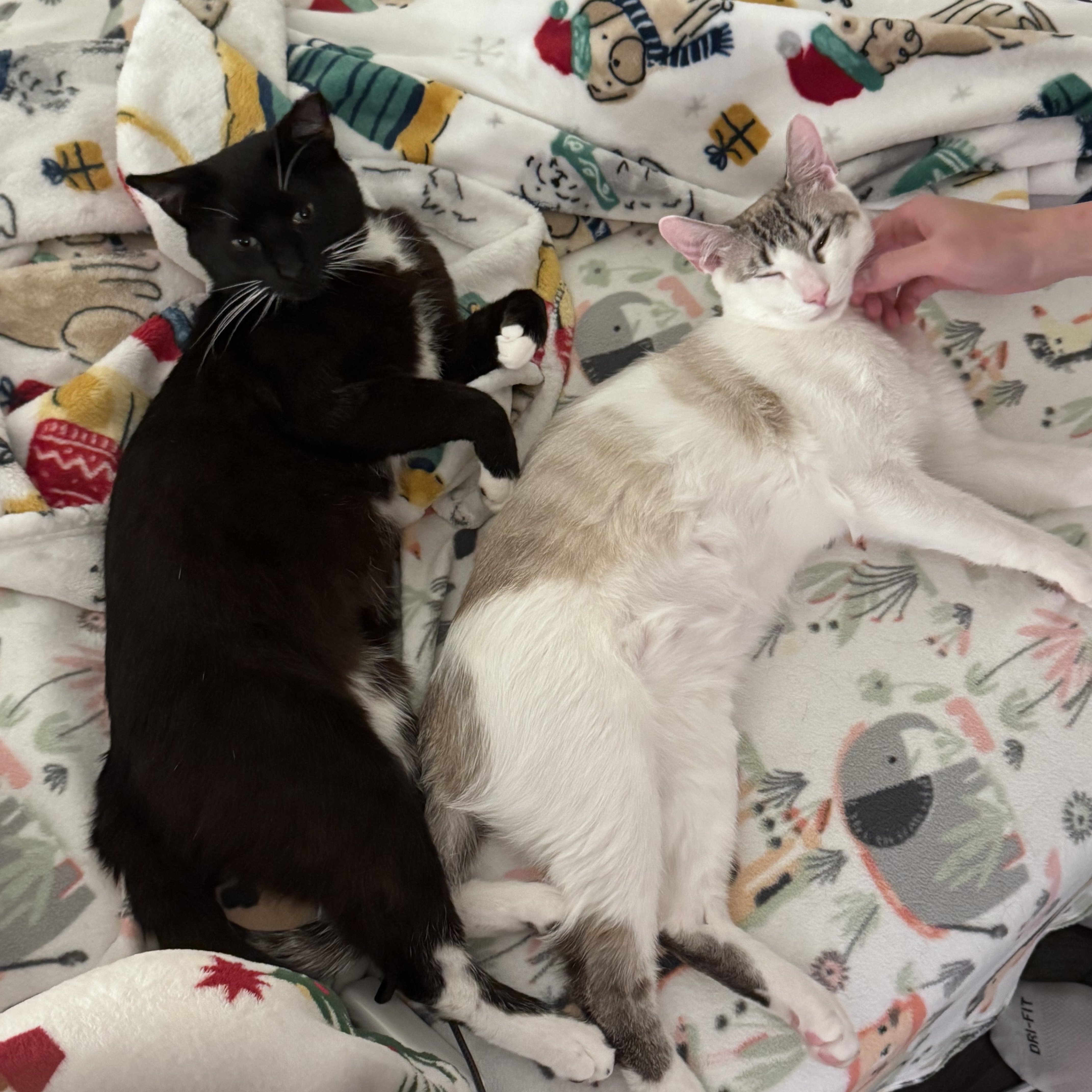 Nico & Jett (playful / lap cat / balanced), a Adoptable mixed breed in San Jose, CA image 6/6