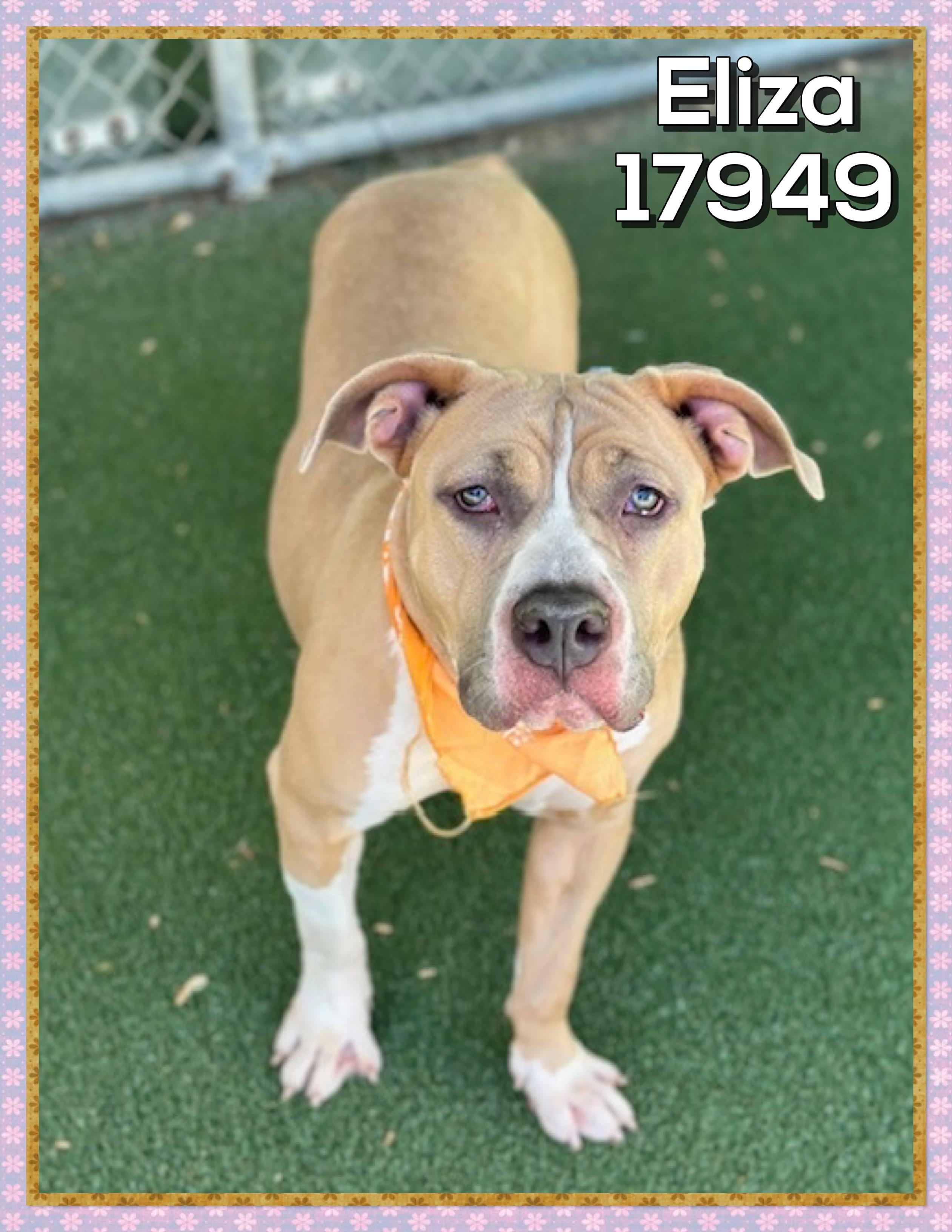Enlarge ELIZA, a ADOPTABLE mixed breed in Marietta, GA image 4/4