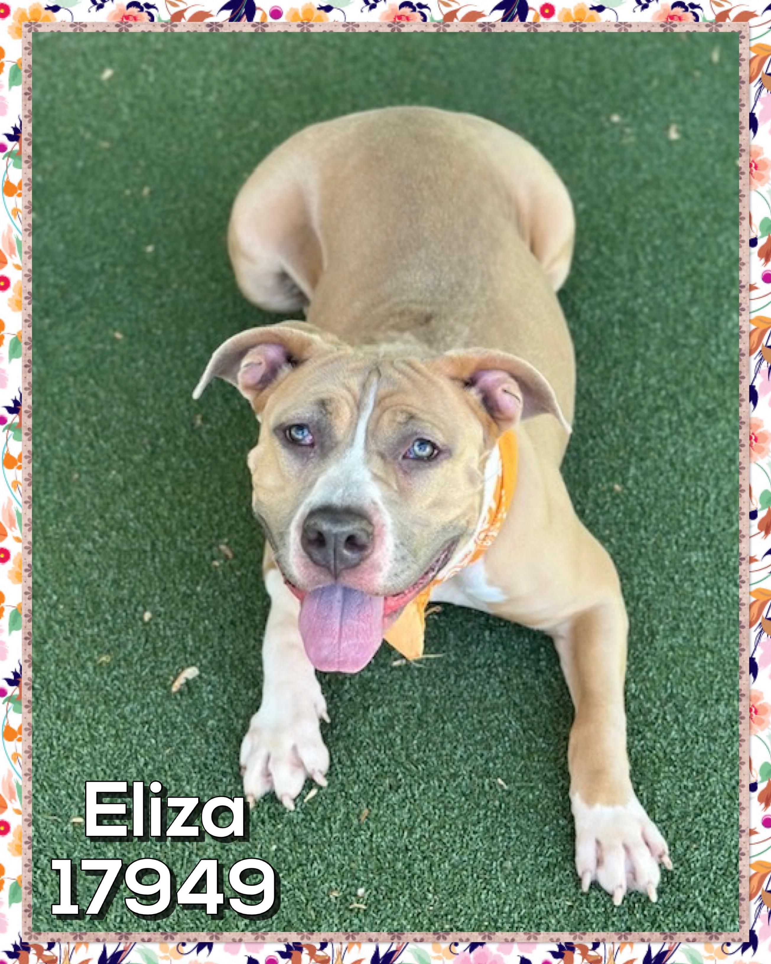 Enlarge ELIZA, a ADOPTABLE mixed breed in Marietta, GA image 2/4