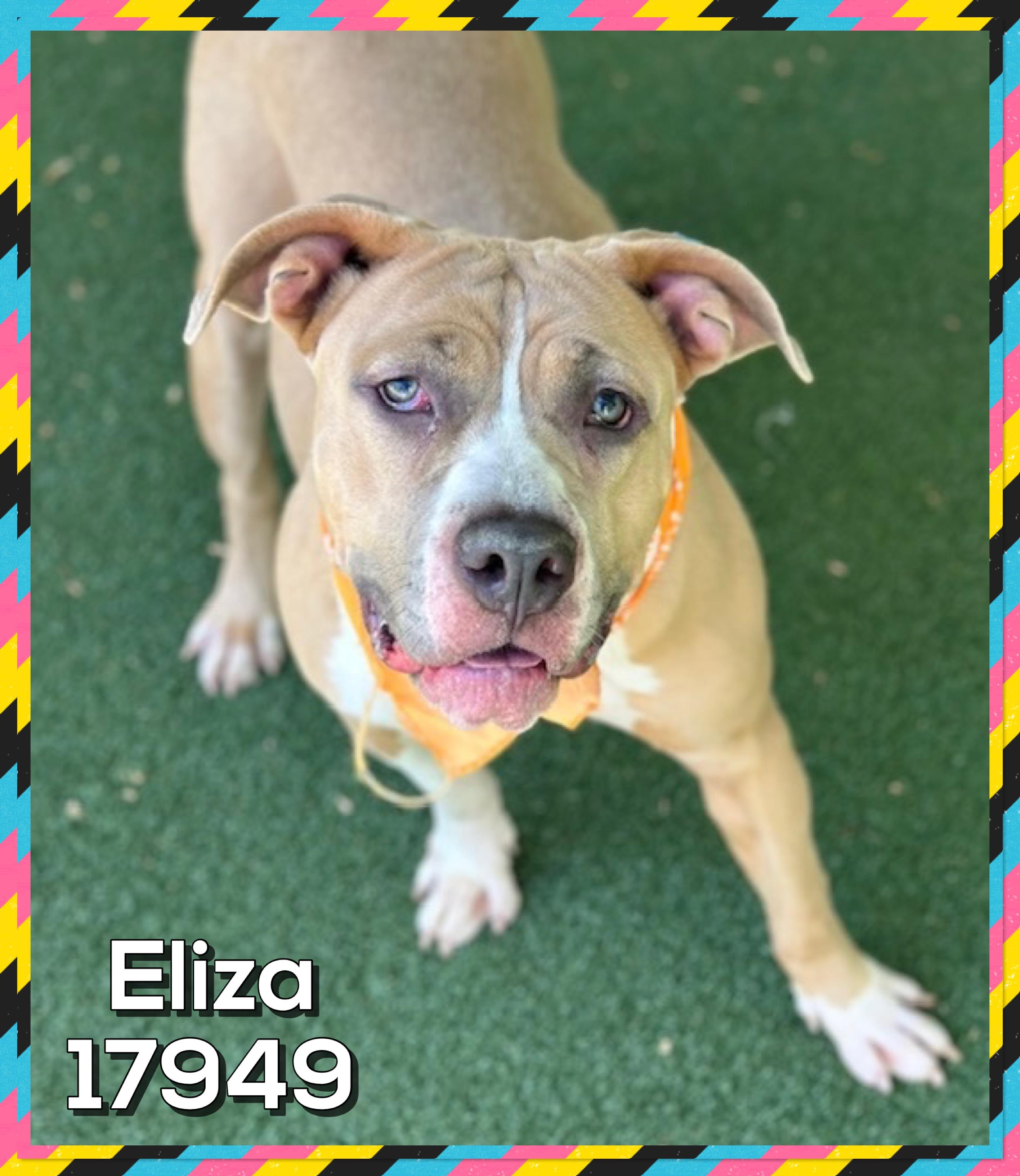 ELIZA, ADOPTABLE, Young Female American Bully.