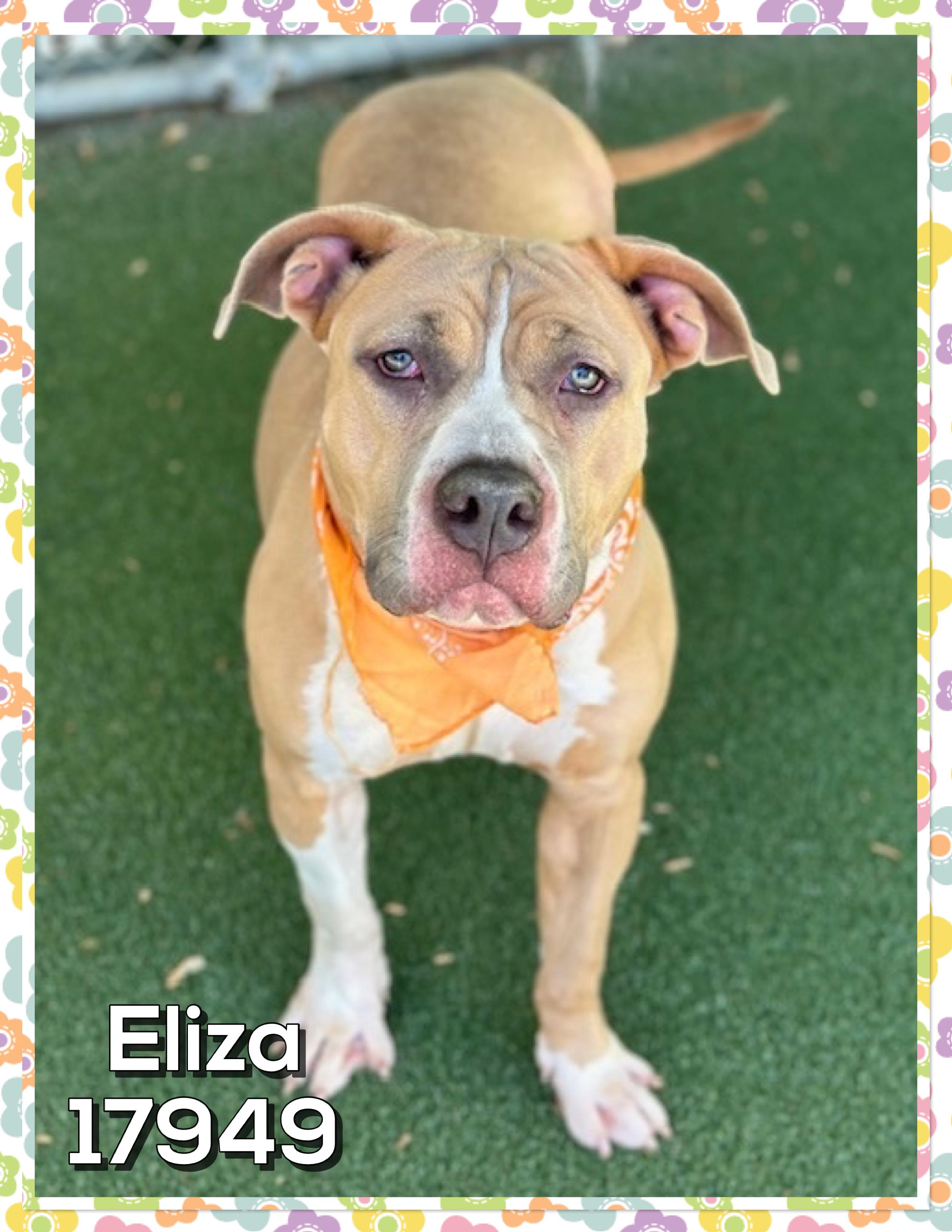 Enlarge ELIZA, a ADOPTABLE mixed breed in Marietta, GA image 3/4