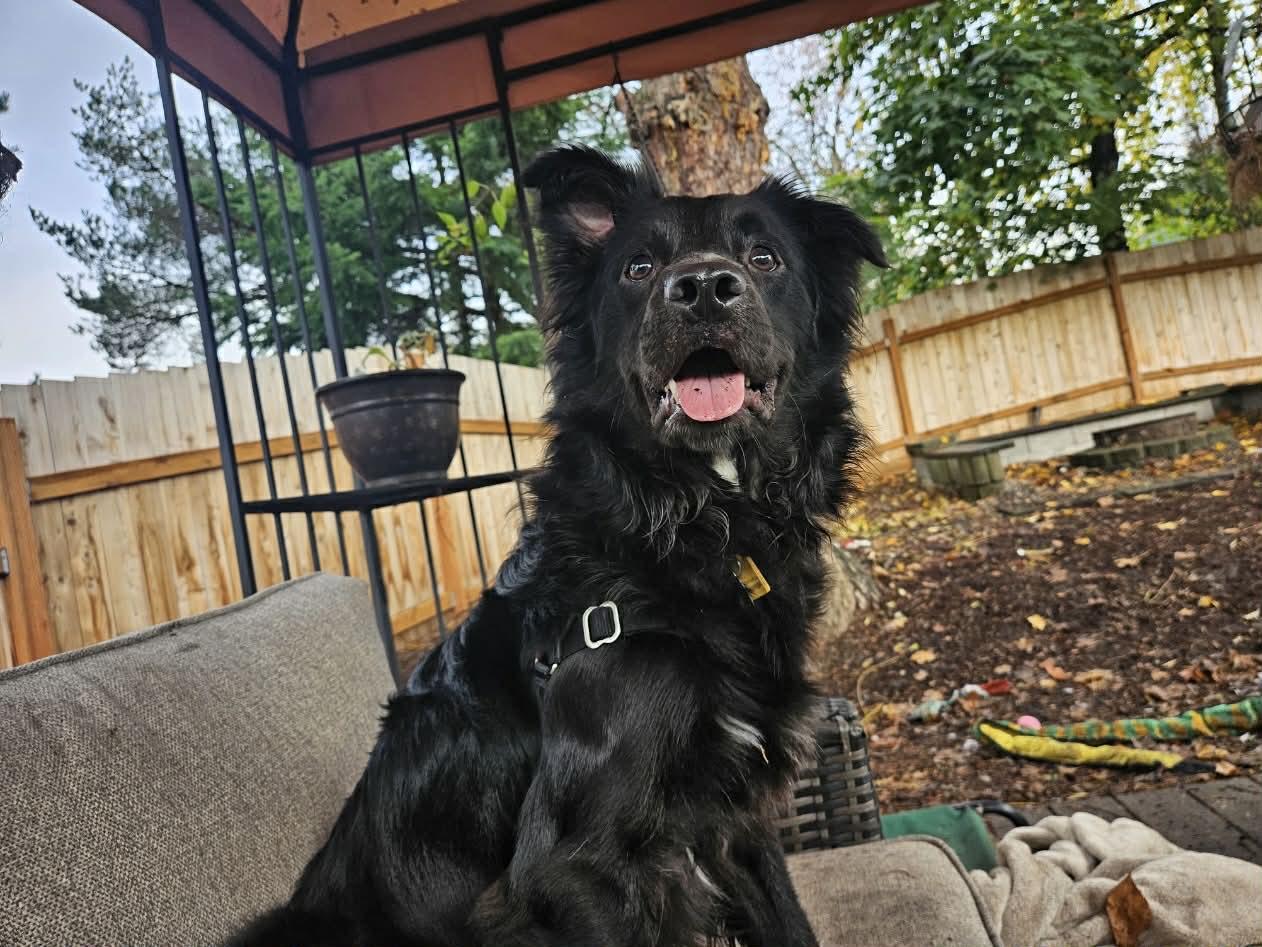 Oso, a Adoptable mixed breed in Bend, OR image 2/5