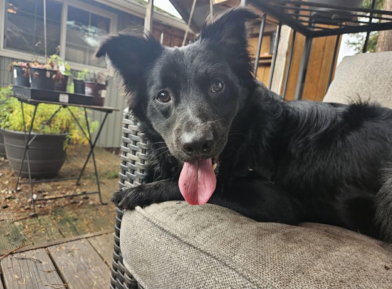 Oso, a Adoptable mixed breed in Bend, OR image 3/5