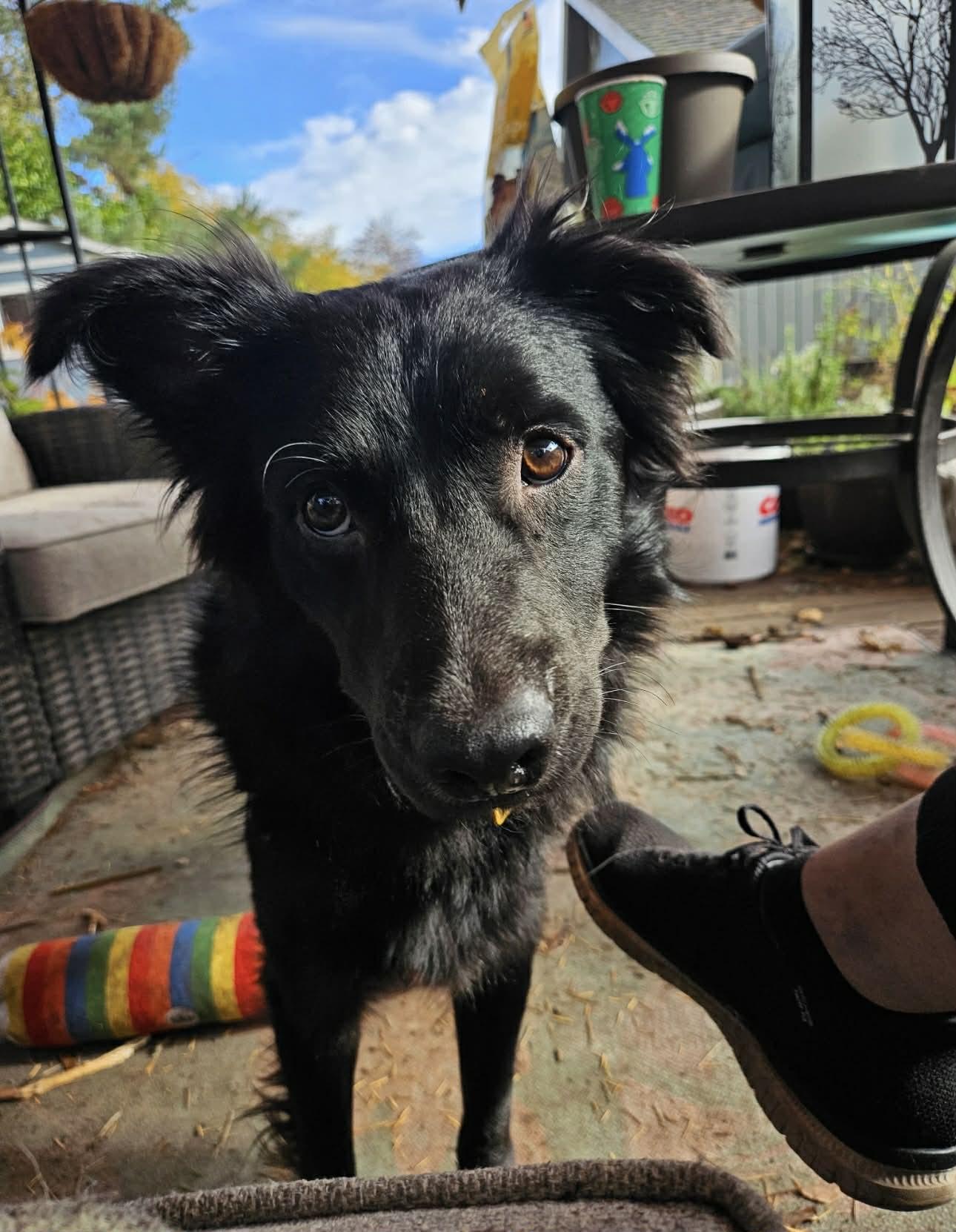 Oso, a Adoptable mixed breed in Bend, OR image 1/5
