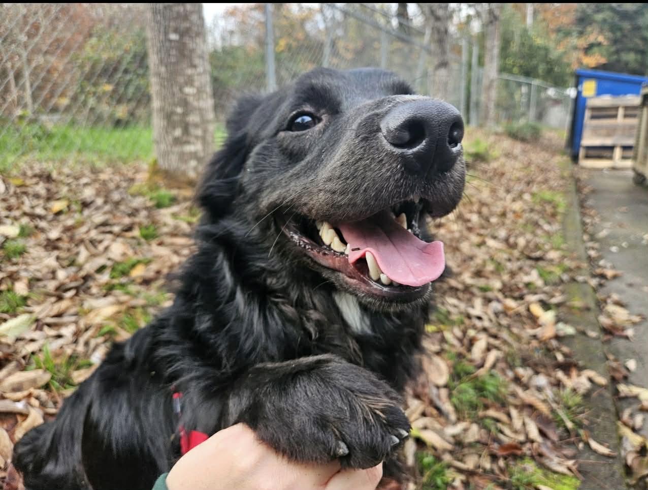 Oso, a Adoptable mixed breed in Bend, OR image 4/5