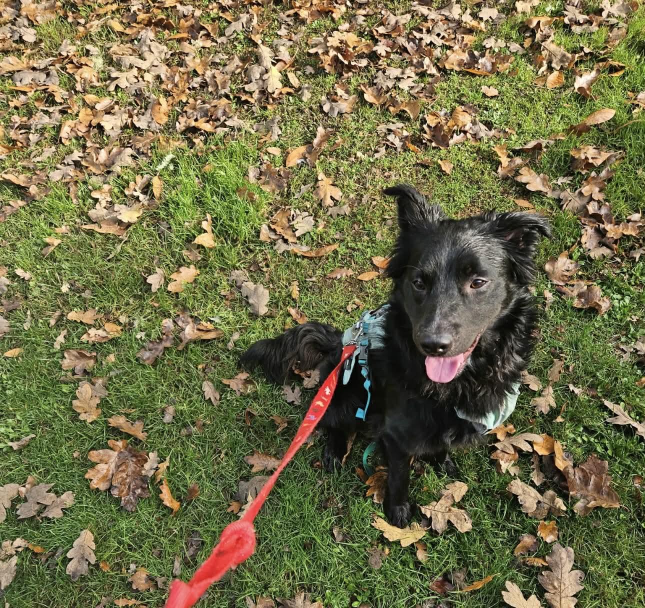 Oso, a Adoptable mixed breed in Bend, OR image 5/5