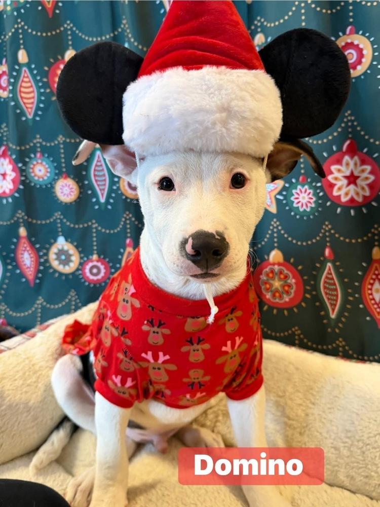 Domino, Adoptable, Puppy Male Pit Bull Terrier.