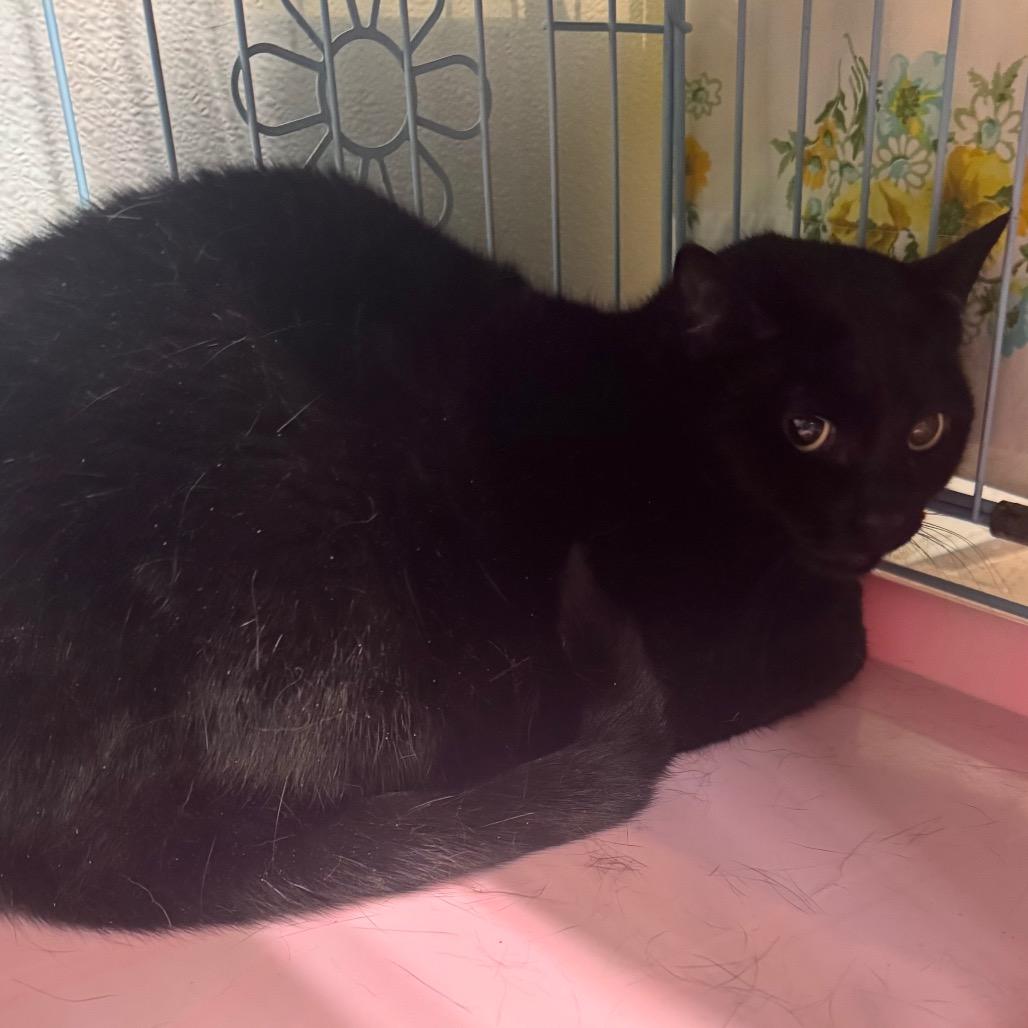 Nala (aka Monita), Adoptable, Adult Female Domestic Short Hair.