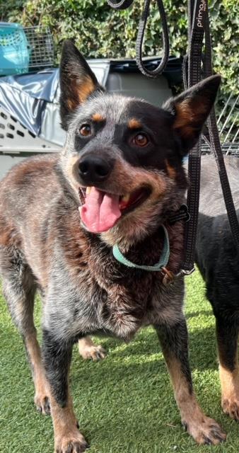 FALCON, Adoptable, Adult Male Australian Cattle Dog / Blue Heeler.