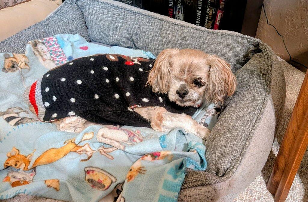 Charlie & Madison - Courtesy Listing see info , a ADOPTABLE Shih Tzu in Polson, MT image 5/5