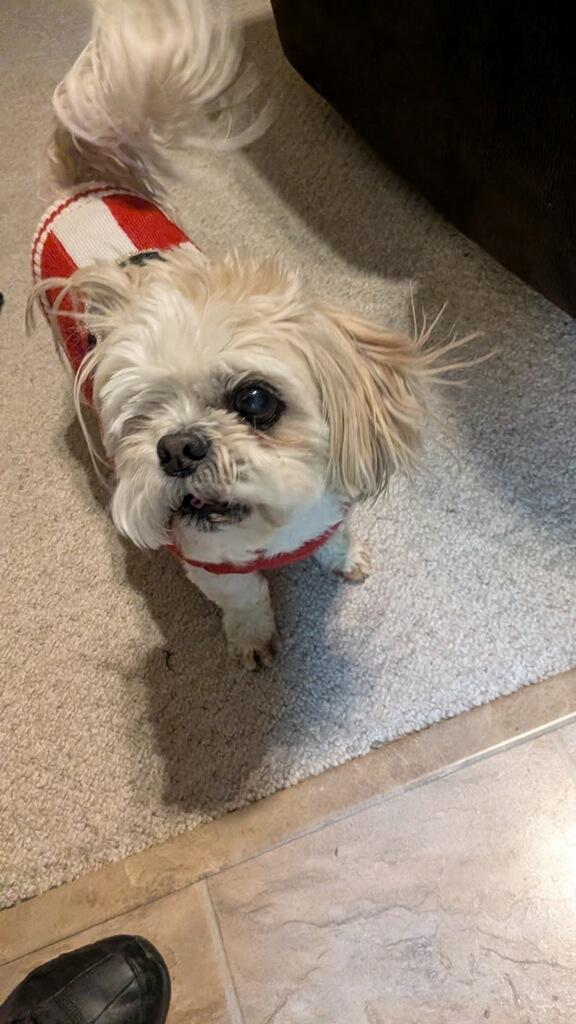 Charlie & Madison - Courtesy Listing see info , a ADOPTABLE Shih Tzu in Polson, MT image 1/5