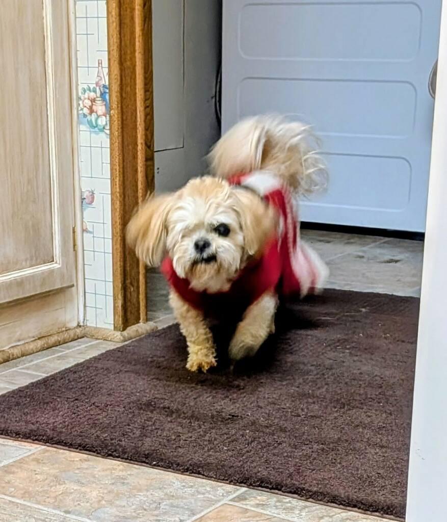 Charlie & Madison - Courtesy Listing see info , a ADOPTABLE Shih Tzu in Polson, MT image 3/5
