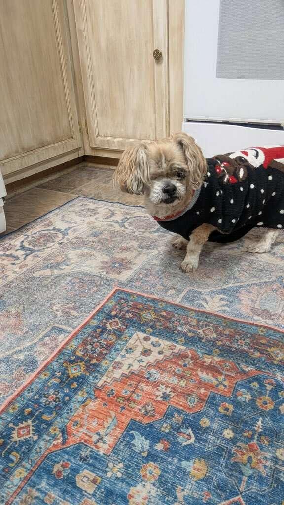Charlie & Madison - Courtesy Listing see info , a ADOPTABLE Shih Tzu in Polson, MT image 4/5
