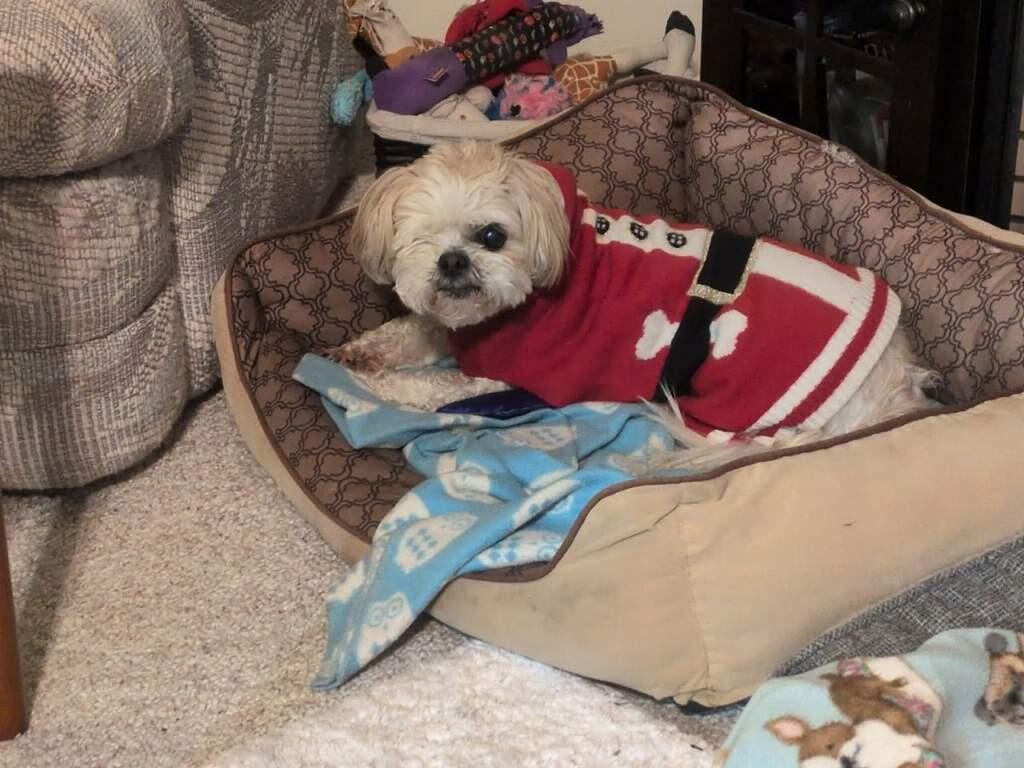 Charlie & Madison - Courtesy Listing see info , a ADOPTABLE Shih Tzu in Polson, MT image 2/5