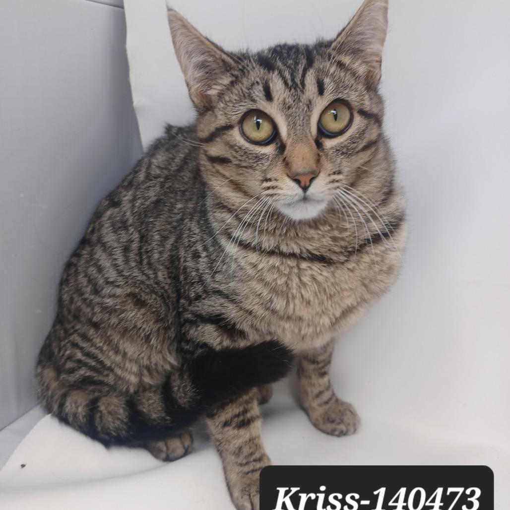 Enlarge Kriss, a Adoptable Domestic Short Hair in New Tazewell, TN image 1/1