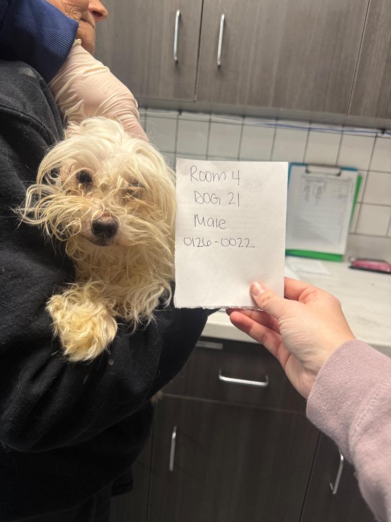 Enlarge Chewbaca, a Adopted Maltese in Huntington, IN image 1/1