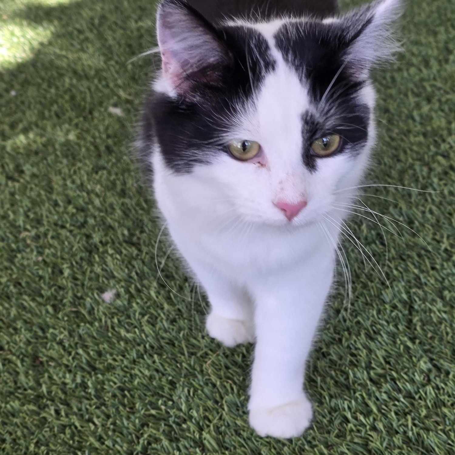 Enlarge Dice, a ADOPTABLE Domestic Medium Hair in Carthage, NC image 1/2