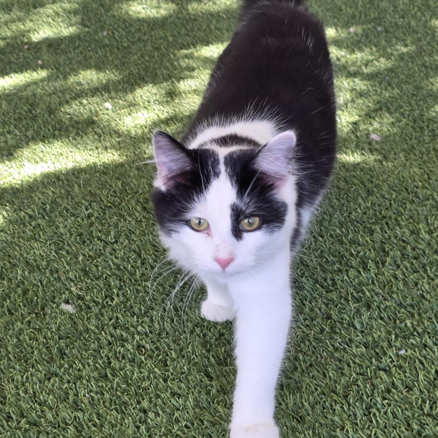 Enlarge Dice, a ADOPTABLE Domestic Medium Hair in Carthage, NC image 2/2