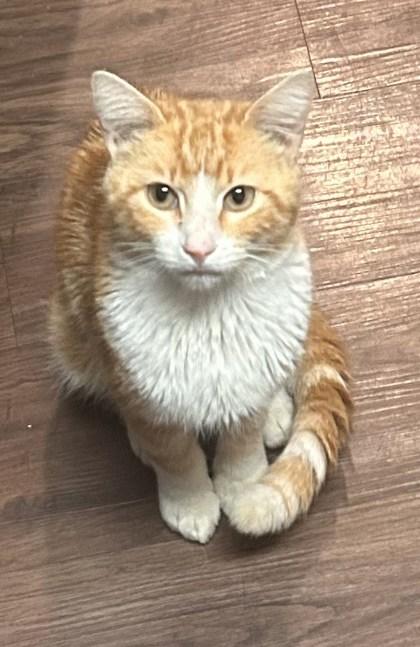 Morris, Adoptable, Adult Male Domestic Short Hair & Domestic Short Hair.