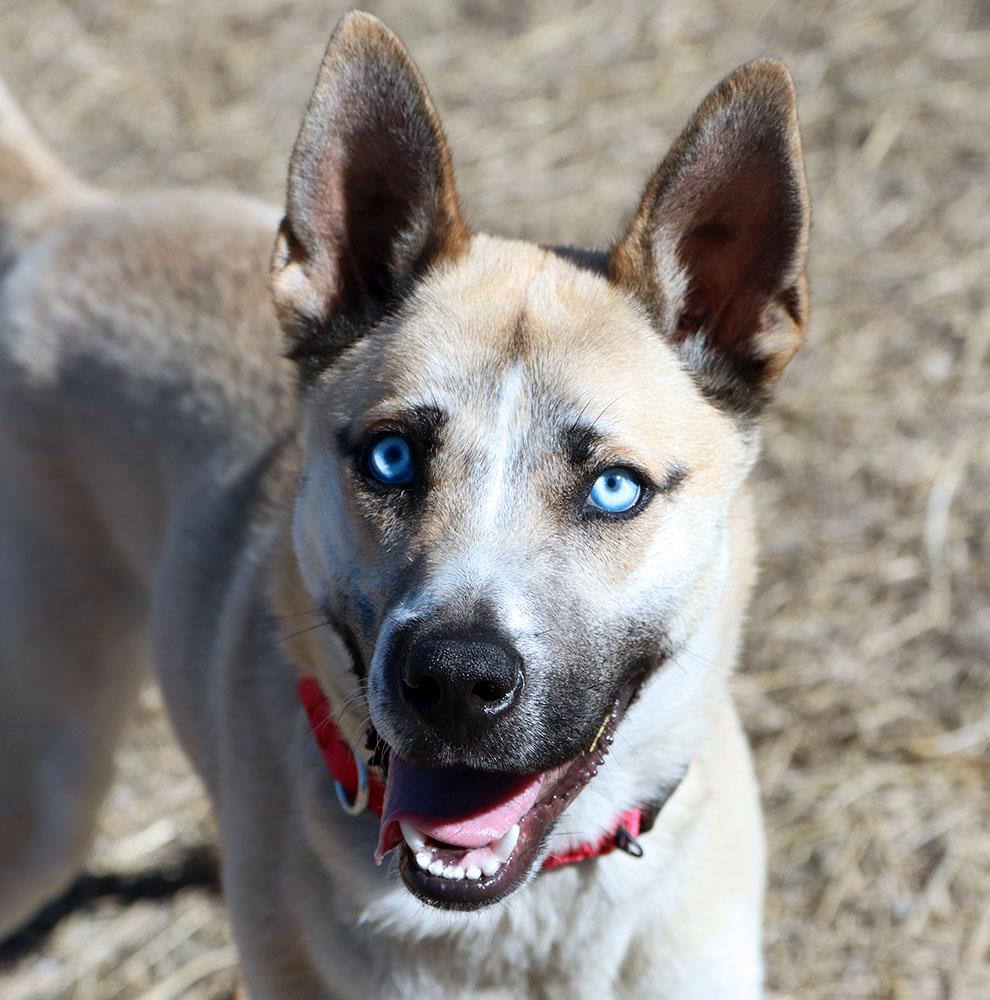 Kyle (AO35788), ADOPTABLE, Young Male Husky.