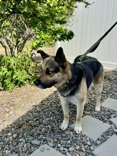 Enlarge Cummins, a ADOPTABLE mixed breed in Yakima, WA image 5/5