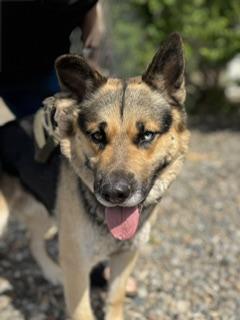 Cummins, ADOPTABLE, Young Male German Shepherd Dog.