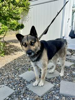 Enlarge Cummins, a ADOPTABLE mixed breed in Yakima, WA image 3/5