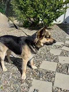 Enlarge Cummins, a ADOPTABLE mixed breed in Yakima, WA image 2/5