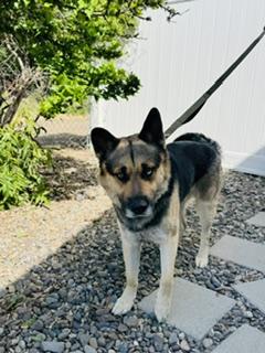 Enlarge Cummins, a ADOPTABLE mixed breed in Yakima, WA image 4/5