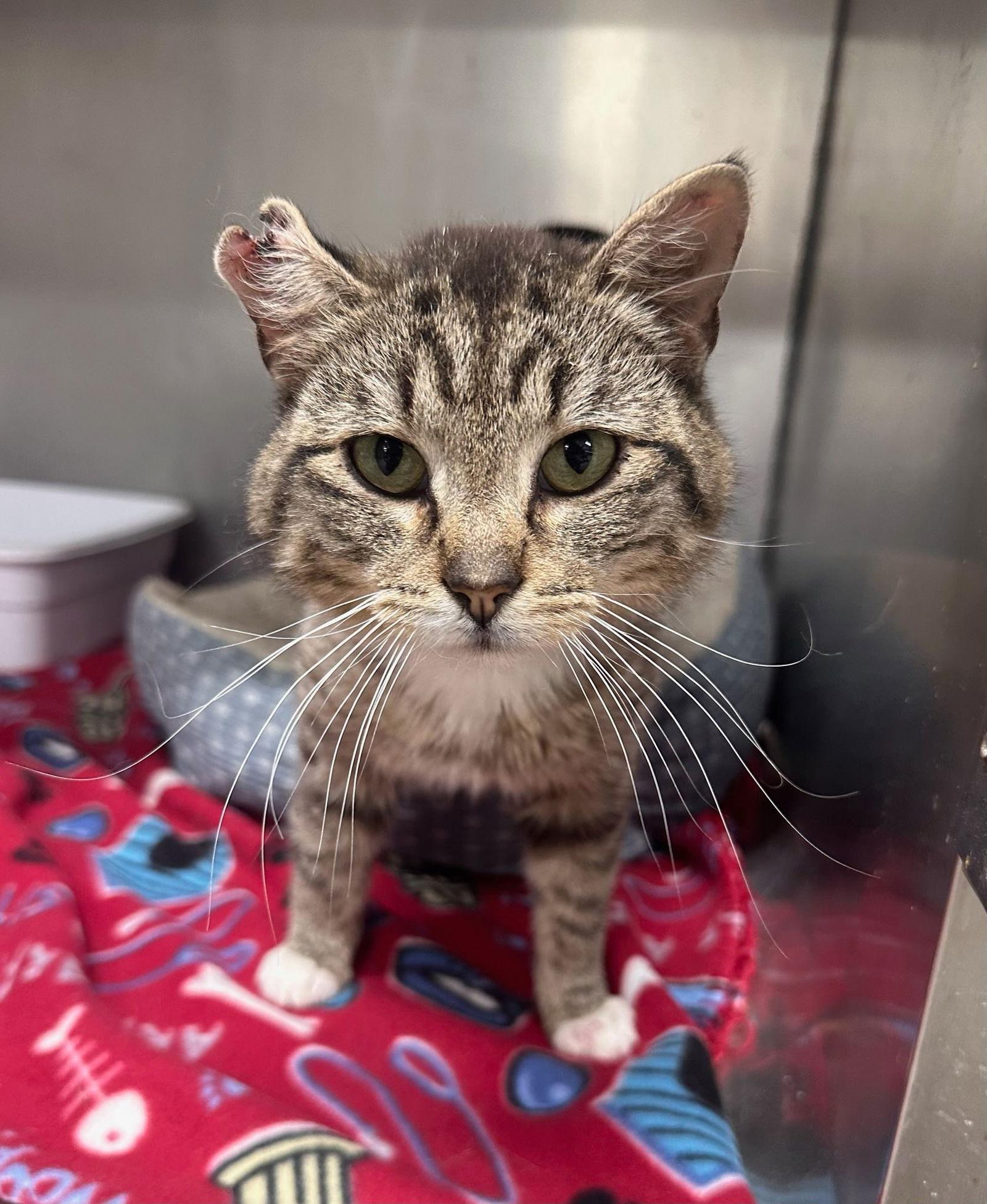 Toot, Adoptable, Young Male Domestic Short Hair.