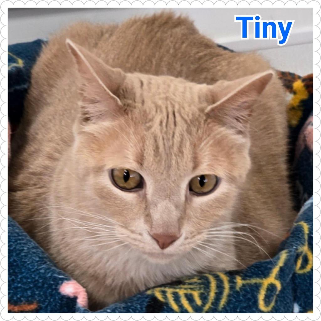 Enlarge Tiny, a Adoptable mixed breed in North Saint Paul, MN image 2/5