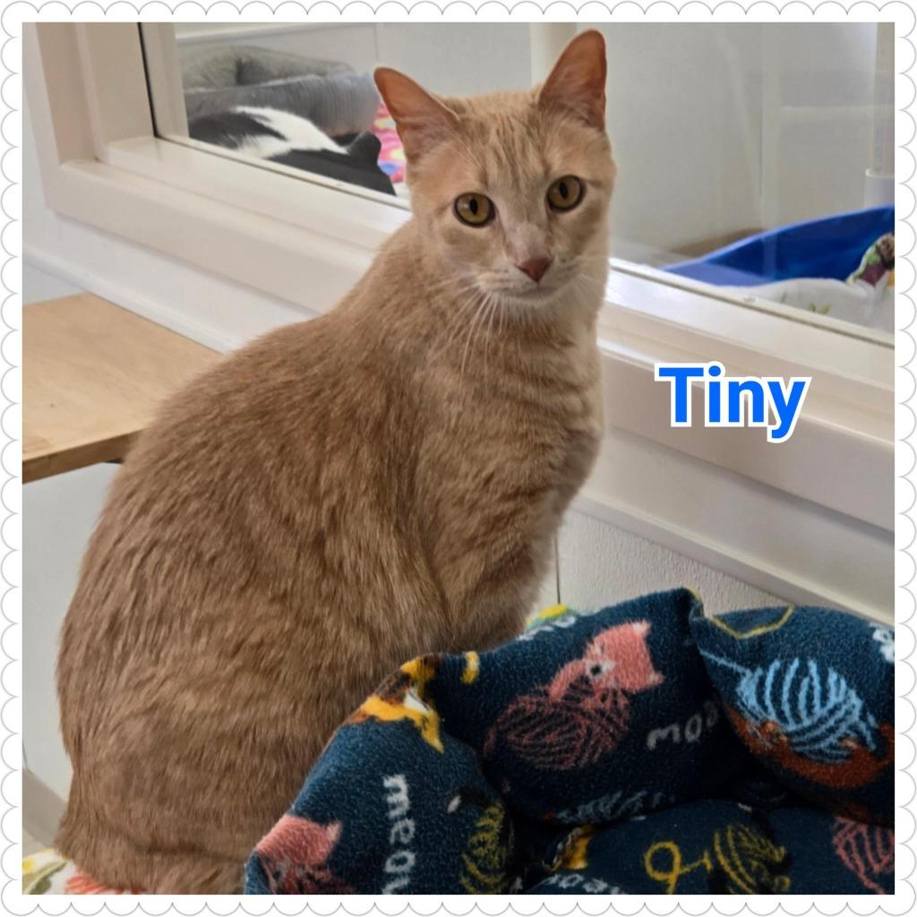 Tiny, Adoptable, Adult Male Domestic Short Hair.