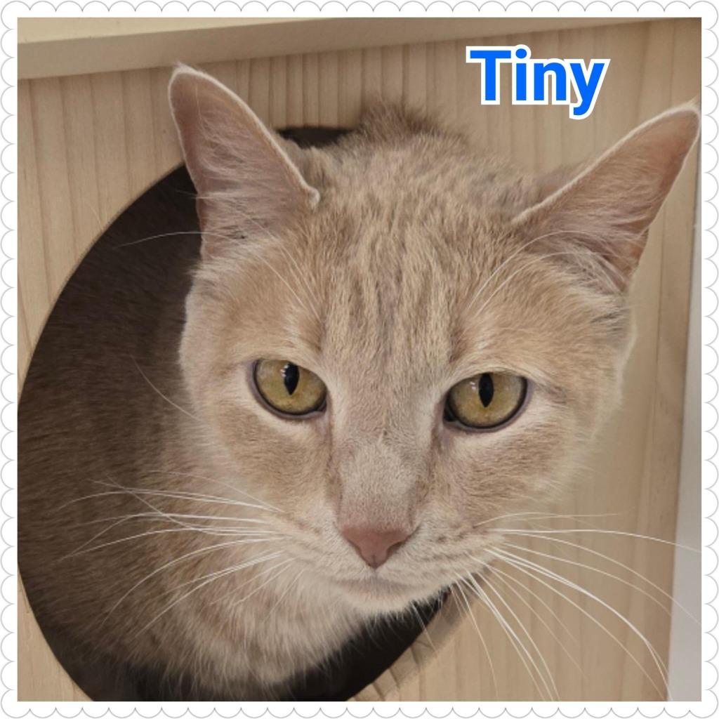 Enlarge Tiny, a Adoptable mixed breed in North Saint Paul, MN image 5/5